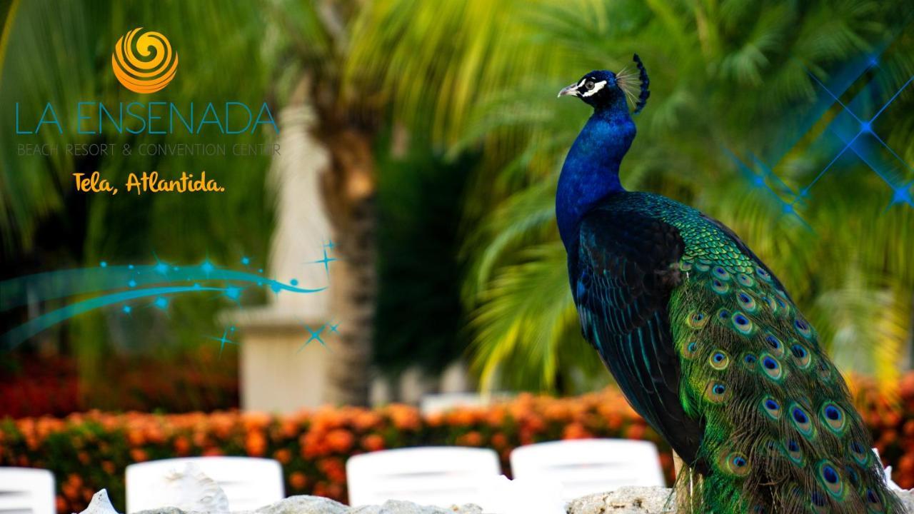 La Ensenada Beach Resort Tela Luaran gambar